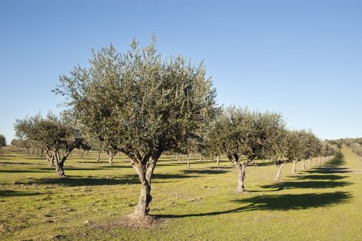 Olive grove in the fields of Alentejo, Portugal