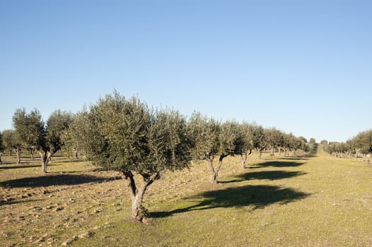 Olive grove in the fields of Alentejo, Portugal