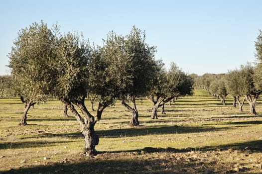 Olive grove in the fields of Alentejo, Portugal