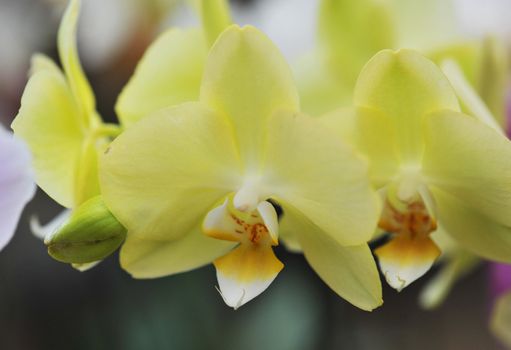 close-up of a beautif flower of phalaenopsis