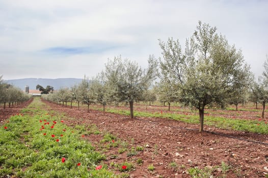 Olive grove with drip irrigation system, Alentejo, Portugal