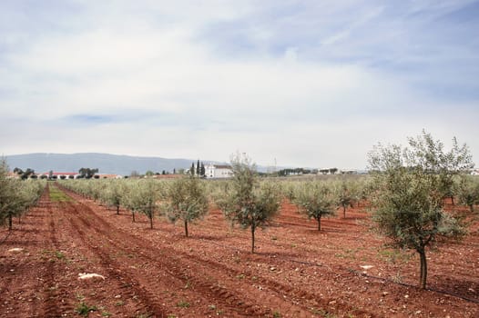 Olive grove with drip irrigation system, Alentejo, Portugal