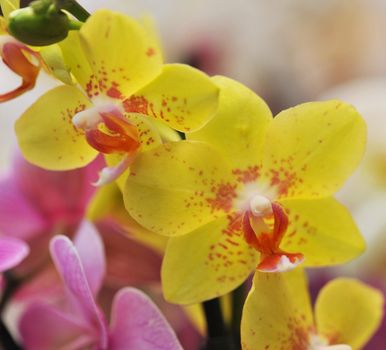 close-up of a beautif flower of phalaenopsis