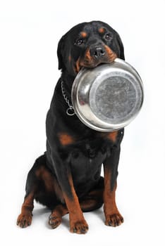 rottweiler carrying his aluminium bowl in his mouth