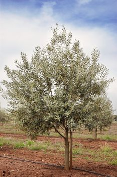 Olive grove with drip irrigation system, Alentejo, Portugal