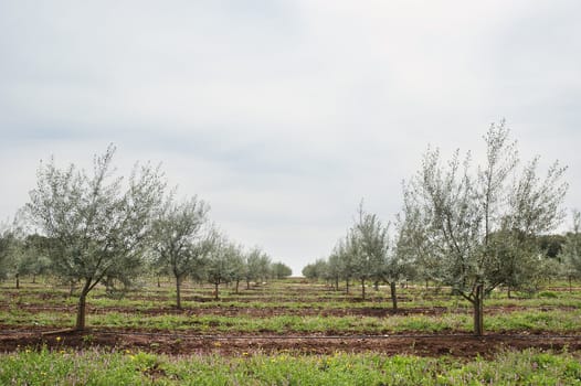 Olive grove with drip irrigation system, Alentejo, Portugal