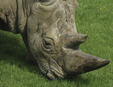 Portrait of an African Rhino grazing on grass