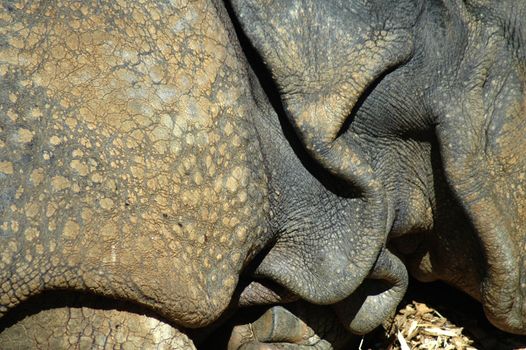 Skin of Rhinoceros