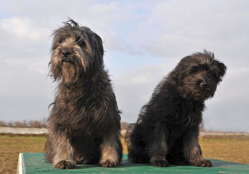 portrait of a dog and puppy purebred pyrenean shepherd