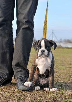 young puppy boxer with his paw on the foot