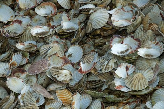 A pile of opened scallop sea shells
