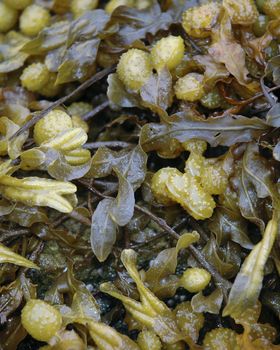 A clump of bladderwrack seaweed