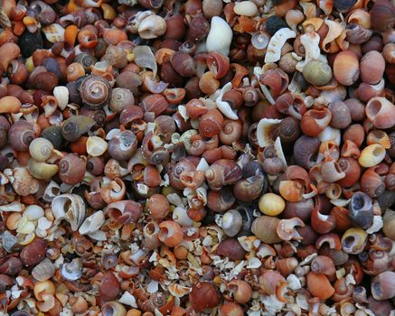 A shell covered beach on the Isle of Muck in Scotland