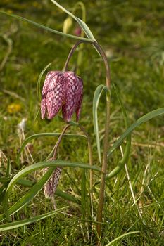 A wildflower meadow with snakeshead fritillaries