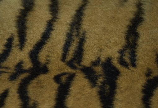 Tiger coat showing stripes