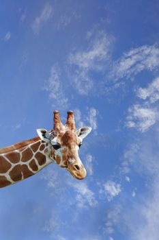 The head of a giraffe against blue sky