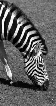 Black and white picture of a Zebra eating grass