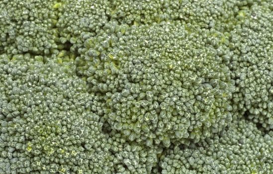 A close up of a piece of Broccoli