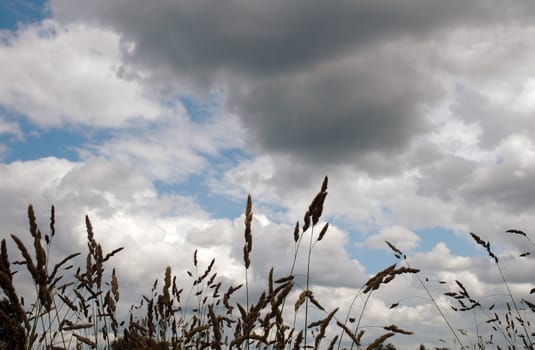 A cloudy blue sky with grass head silhouettes