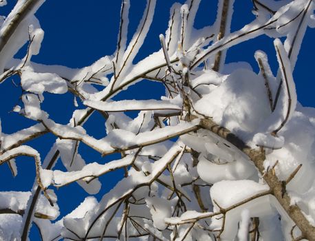 Ice and snow on branches under blue sky