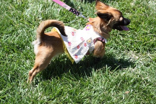 Close up of a chihuahua dog. 