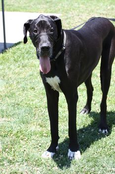 Close up of a Great Dane dog. 