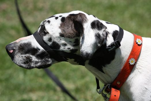 Close up of a Great Dane dog. 