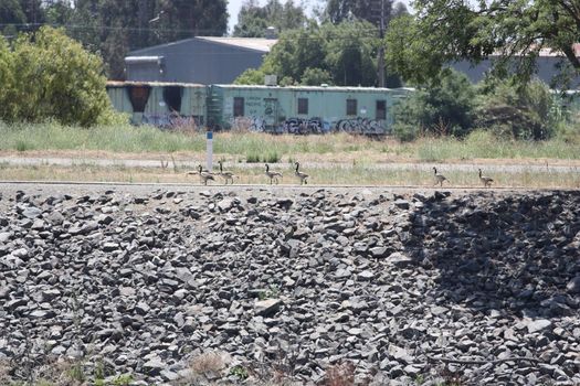 Two Canadian geese walking in a park.