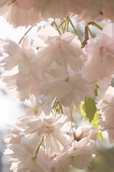 Lots of pink cherryblossom in spring in the morning sun