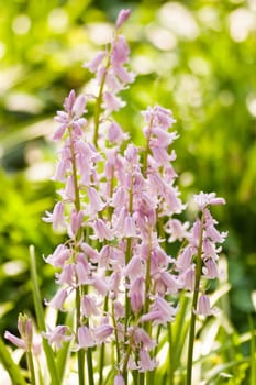 Group of pink bluebells in spring in the sunshine