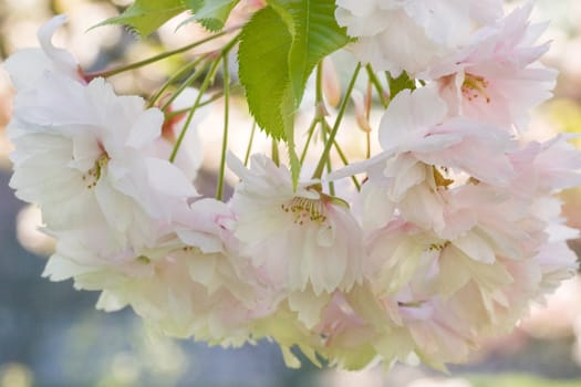 Pink cherry blossom in spring in the morning sun