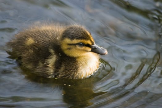 Small cute duckling in spring with waterdrops