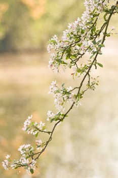 Branch of pink and white blossom in spring with water in background