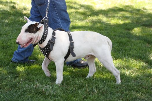 Close up of a Bull Terrier dog. 