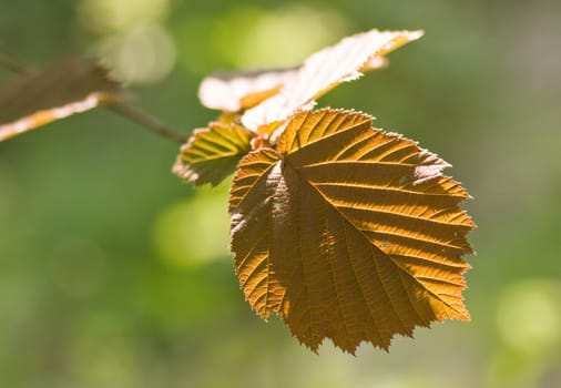 Leaf of hazeltree in spring in the sunshine