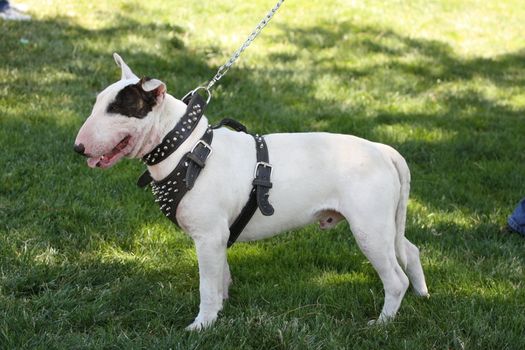 Close up of a Bull Terrier dog. 