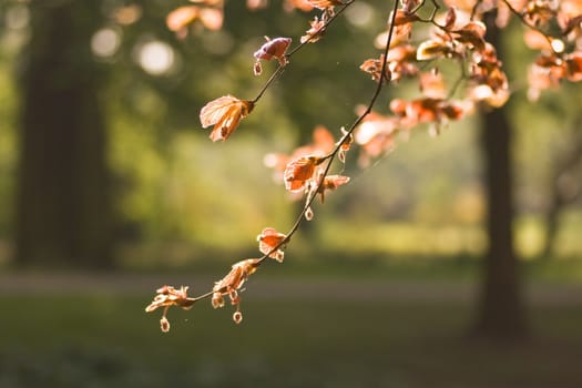 Red beechleaf and flowers in spring in the park