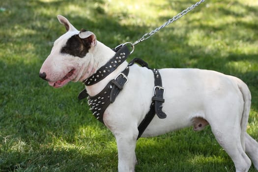 Close up of a Bull Terrier dog. 