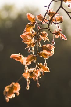 Branch of red beechleaf in spring in the park