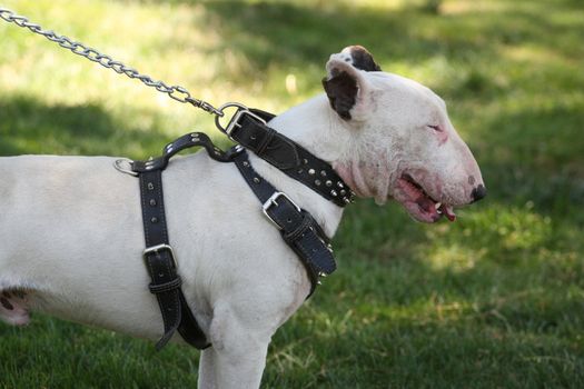 Close up of a Bull Terrier dog. 