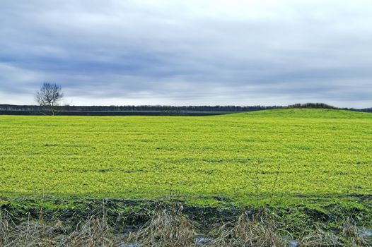 Field, tree, and hill at evening, with overcast skies.