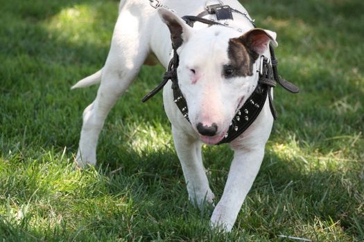 Close up of a Bull Terrier dog. 