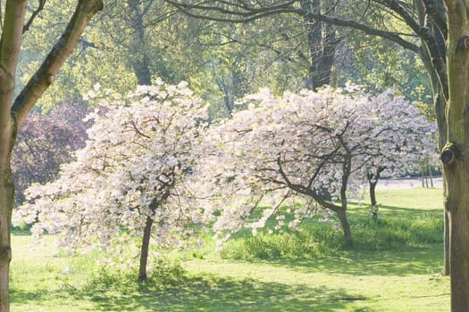 Field with trees with blossom in spring in the morning sun