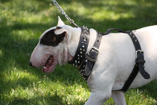 Close up of a Bull Terrier dog. 