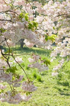 Pink blossom on cherry trees in spring in the morning sun