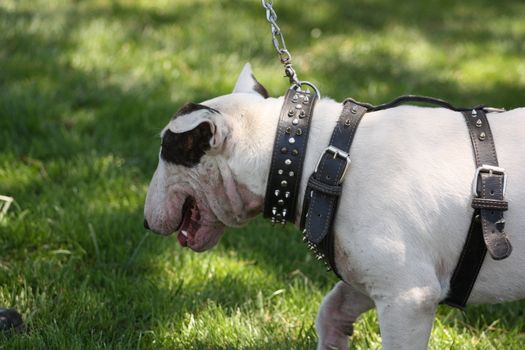 Close up of a Bull Terrier dog. 