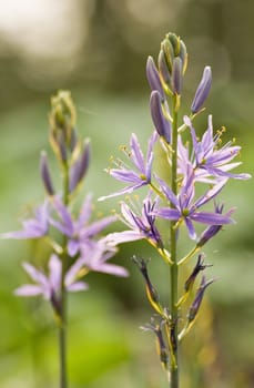 Purple flowers in springtime with green background