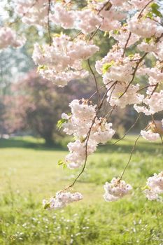 Field with trees with blossom in spring in the morning sun