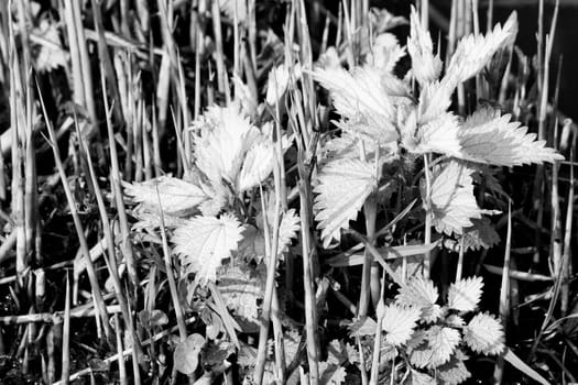 Different shapes in nature in spring. Black and white image