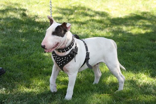 Close up of a Bull Terrier dog. 